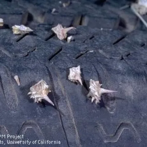 puncturevine tire