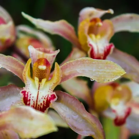 cymbidium-3432663 1280 Pixbay