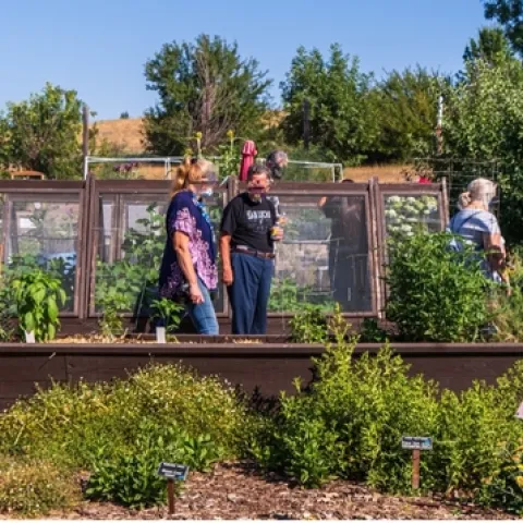 Pepper Harvest Day in the vegetable garden.