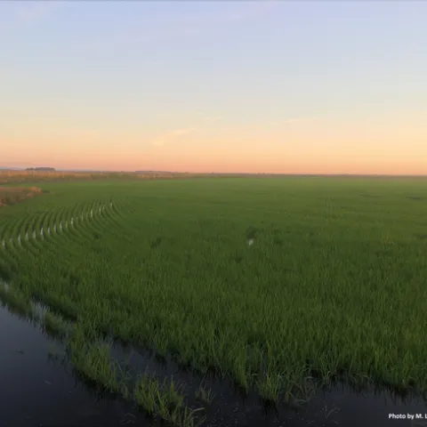 Staten Island rice.