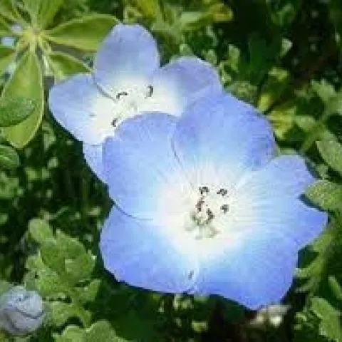 Baby Blue Eyes
