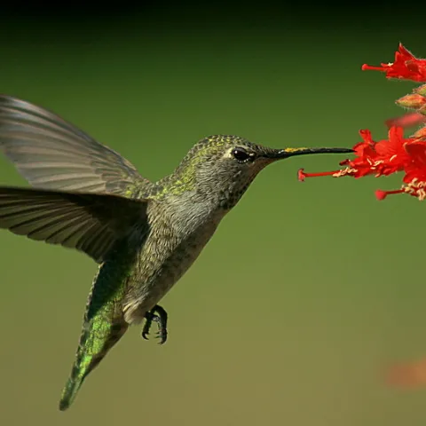 Anna's hummingbird feeding on California fuchsia. Community Garden Demonstration Project. Fairmont Park. El Cerrito. Photo by TJ Gehling.