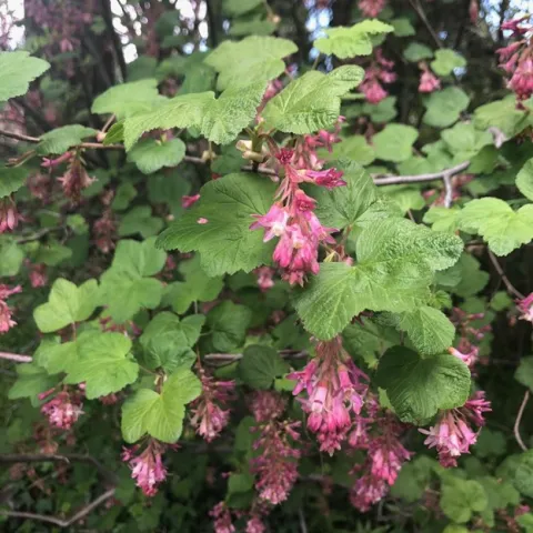Ribes. Photo by Laurinda Ochoa.