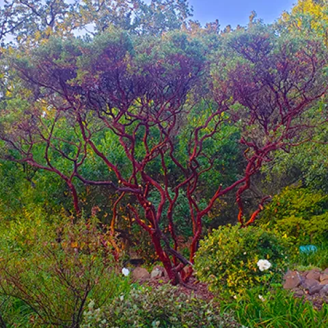 Very tall pruned Manzanita on a steep hill. Photo by Hedwig Van Den Broeck.