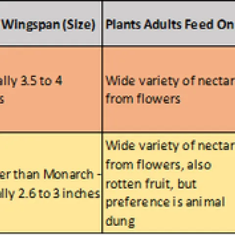 monarch viceroy graphic