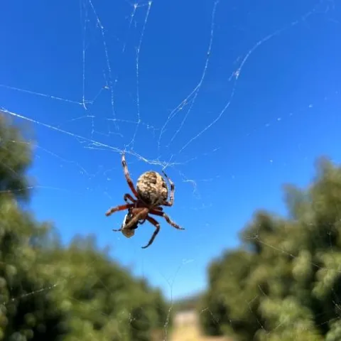 orb spider boyd