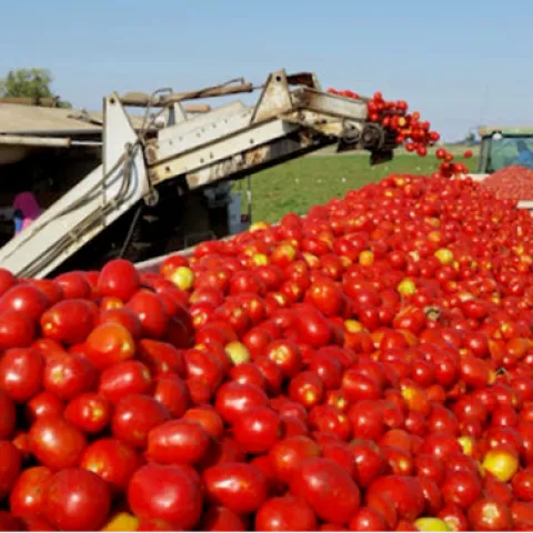 Procesador de tomates