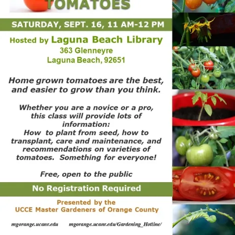Discover Tomato Growing Secrets: Join Our Expert Class!