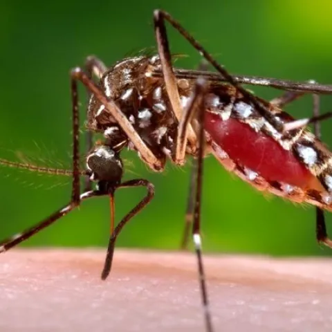 Mosquito magnified to show insect biting someone.