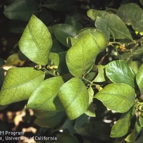 citrus K deficiency