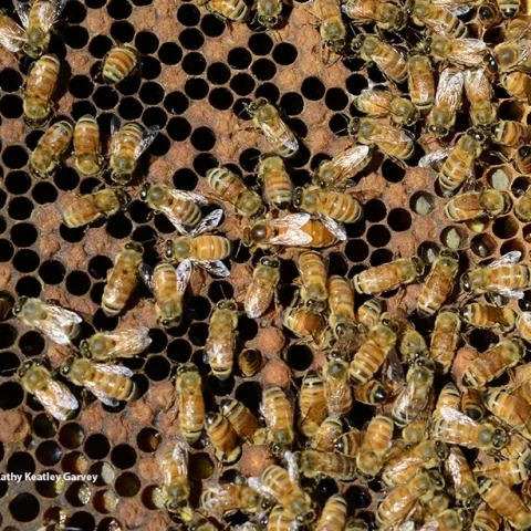 UC Davis Department of Entomology and Nematology seminar topics will include honey bees. (Photo by Kathy Keatley Garvey)