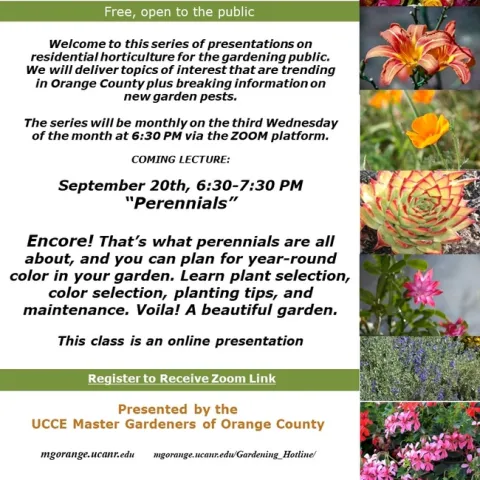 Unveiling the Art of Year-Round Color: Join Us for Perennials Zoom Encore!