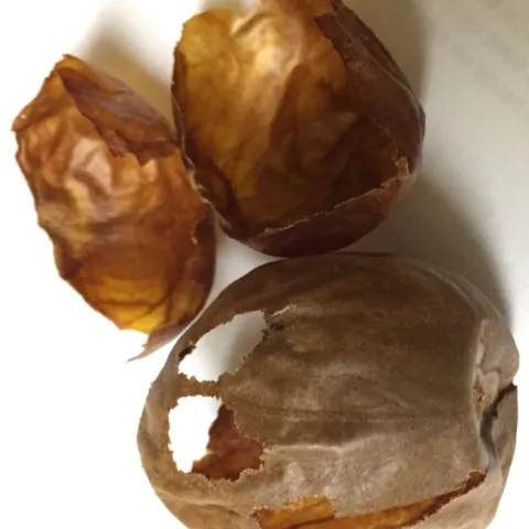 avocado seed husk