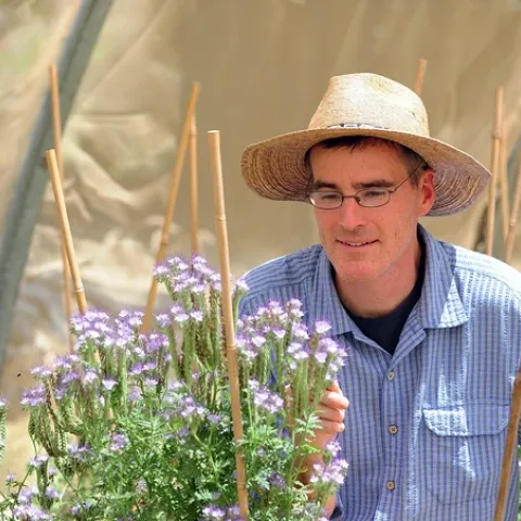 Pollination ecologist Neal Williams, professor, UC Davis Department of Entomology and Nematology, working on his research. (Photo by Kathy Keatley Garvey)