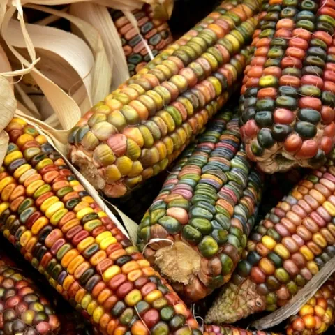corn-3663086 1280 Pixbay