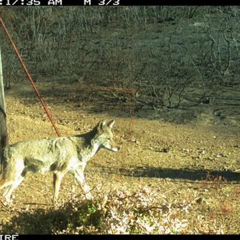 Una red de cámaras ocultas con sensor de movimiento fotografió animales regresando al Centro de Investigación y Extensión Hopland de UC meses después de que el incendio forestal Mendocino