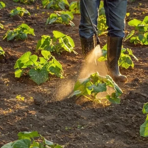 spraying plants