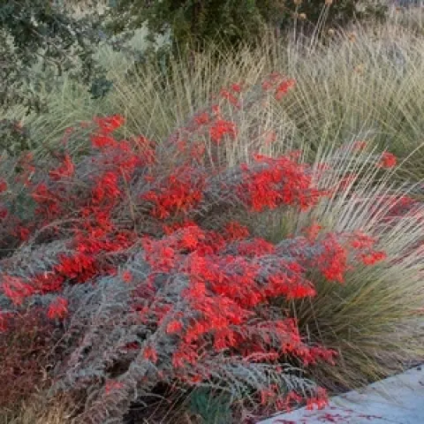 Photo of Epilobium
