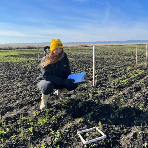 PhD candidate Sara Rosenberg collects seed emergence data of cover crop mixtures at the Colusa Farm research site