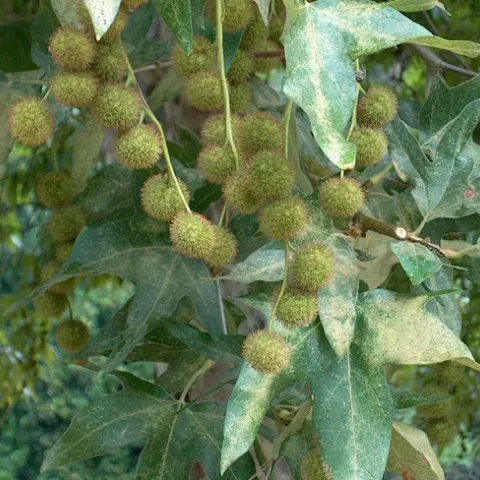 25 Platanus Racemosa, AKA California Sycamore (4) by The Fun Chronicles is marked with CC0 1.0.