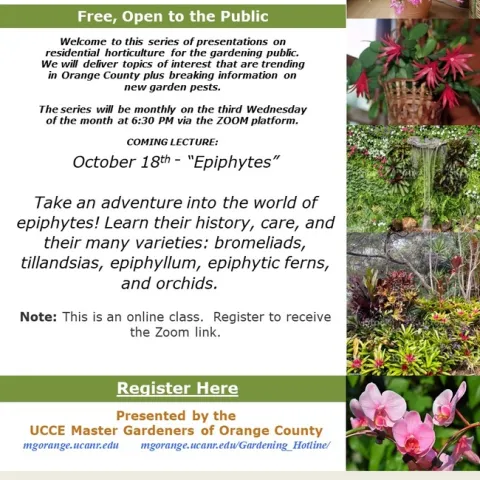 Unveiling the Secrets of Epiphytes: A Journey into Nature's Hanging Gardens!