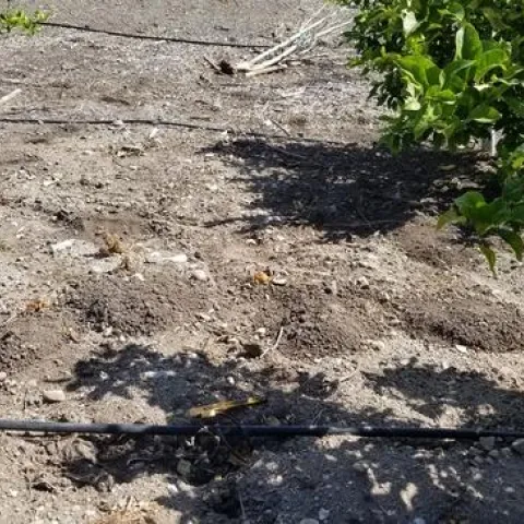 gopher mounds 2