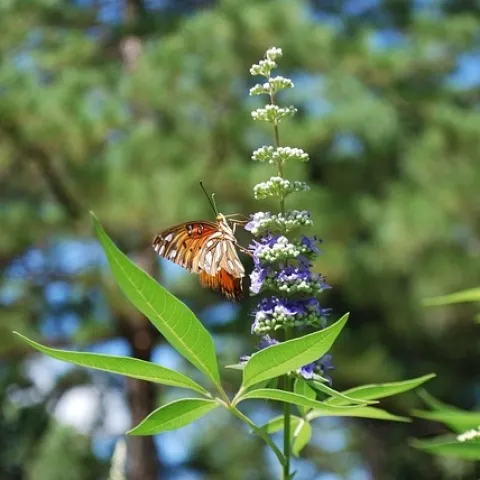 Chaste tree blooms attract beautiful pollinators. (Photo: daynaw3990 on Pixabay)