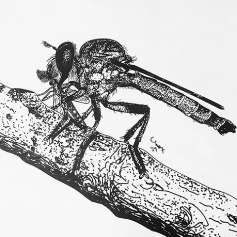Charlotte Alberts sketched this image of an assassin fly, also known as a robber fly. (Copyrighted image by Charlotte Alberts and used with permission)