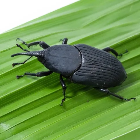 Un picudo sudamericano puede volar hasta cinco horas. "Cuando vuelan largas distancias, tienen una misión: ¡encontrar comida o morir en el intento! dice Mark Hoodle, especialista en entomología de la Extensión Universitaria de UC. Fotografía cortesía Mark Hoodle.