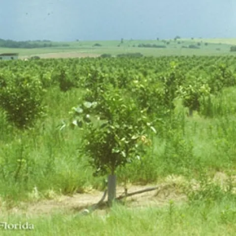 citrus weeds