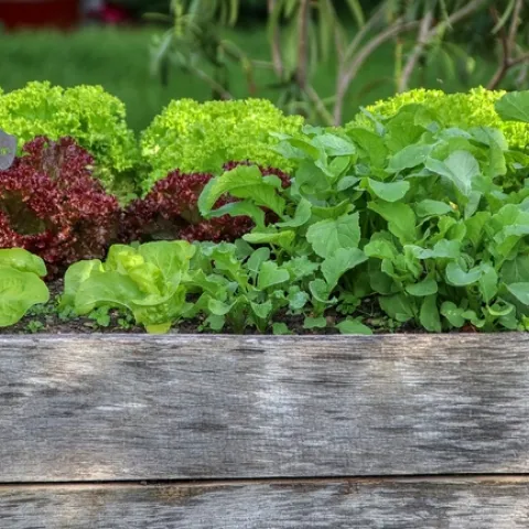garden-5223912 1280 Pixabay