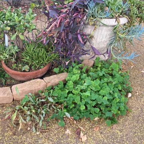 Woodsorrel, the shamrock-like plant in the foreground pictured in December, is a perennial herb that is not native to California. Some people like its yellow flowers in the spring, but it can be invasive. (Photos: Jeannette Warnert)