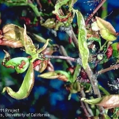 Image of branch with peach leaf curl