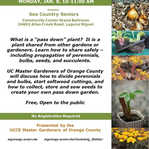 Passing Down Green Wisdom: UC Master Gardeners Reveal the Techniques for Plant Propagation and Garden Sharing