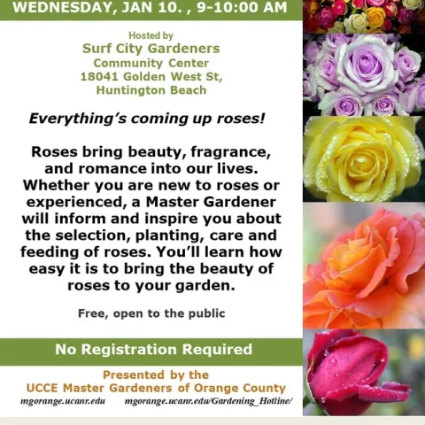 From Bud to Bloom: UC Master Gardeners Inspire and Inform on the Beauty of Roses
