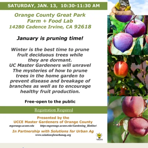 Trim, Train, Thrive: UC Master Gardeners Show You the Ropes of Winter Fruit Tree Pruning