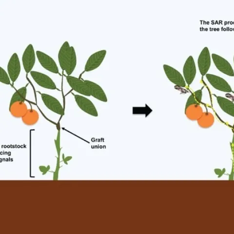 citrus SAR