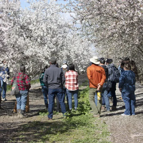 Los horticultores aprenden sobre los cultivos de cubiertas vegetales en una huerta de almendras del condado de Colusa. Fotografía por Evett Kilmartin
