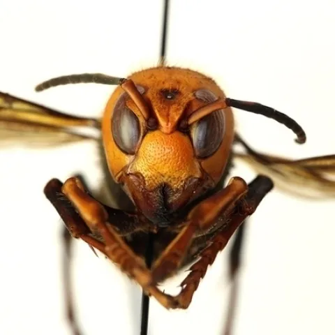 A northern giant hornet, Vespa mandarina, dubbed "murder hornet" by the news media. (Photo courtesy of the Washington State Department of Agriculture)