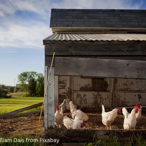 thumbnail Chicken Coop