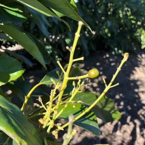 avocado fruit set