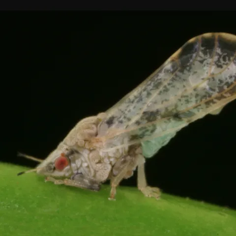 El hallazgo de un psílido asiático de los cítricos en un campo de cultivo de limones del condado de Ventura tiene en alerta a autoridades y expertos agrícolas, quienes piden a la comunidad que se mantenga en alerta ante la presencia de este diminuto insecto portador de una bacteria que puede ser devastadora para la industria de los cítricos.