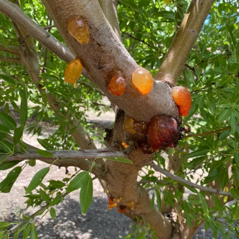 Gold, amber and burgundy gum balls on an almond tree