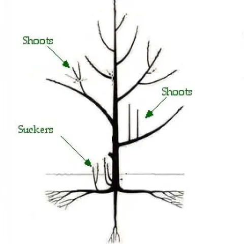 pruning