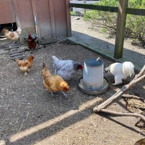 Se invita a las personas que crían pollos a probar la nueva aplicación UC Community Chicken, que promueve la salud de las aves de corral.