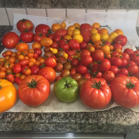 Summer Tomato Harvest Photos by Bob Bowe