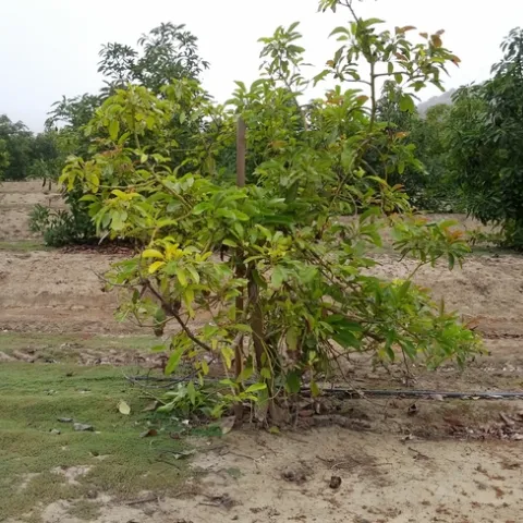 avocado root rot