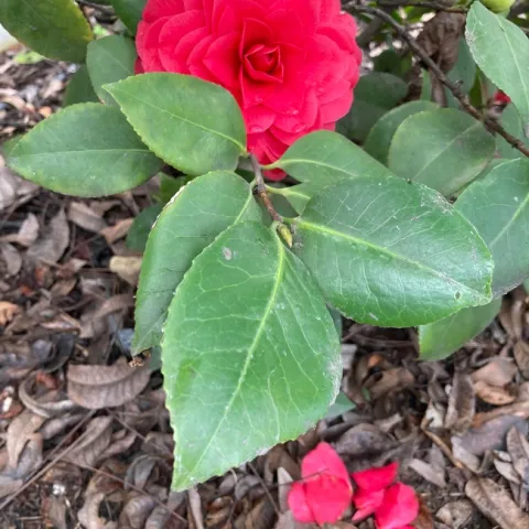Pick up any camelia petals and blossoms that have fallen on the ground to prevent petal blight in the future. After camelias have finished blooming, it's time to fertilize. (Photo: Jeannette Warnert)