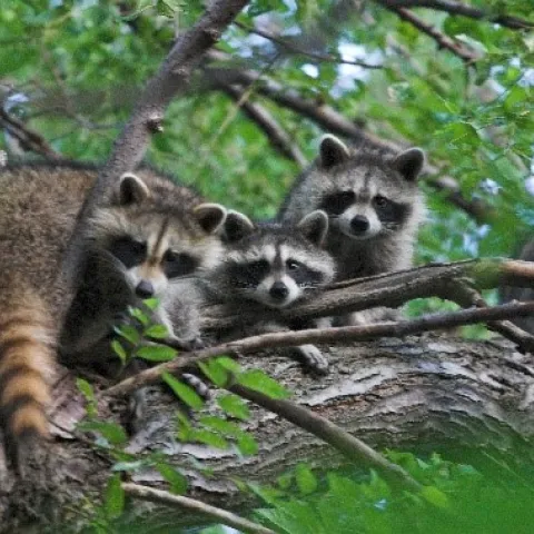 Young raccoons exploring. Photo: Commons.wikimedia.org