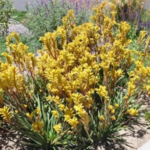 Photo: GardenSoft